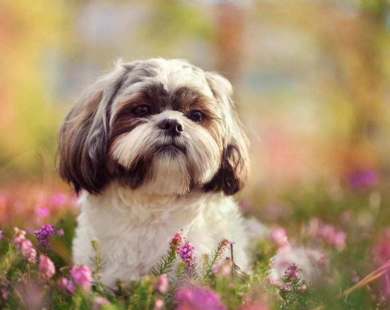 Shih Tzu